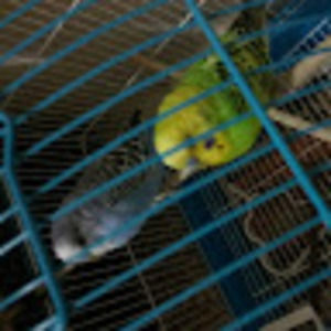 Meet your Posher, Diamantura